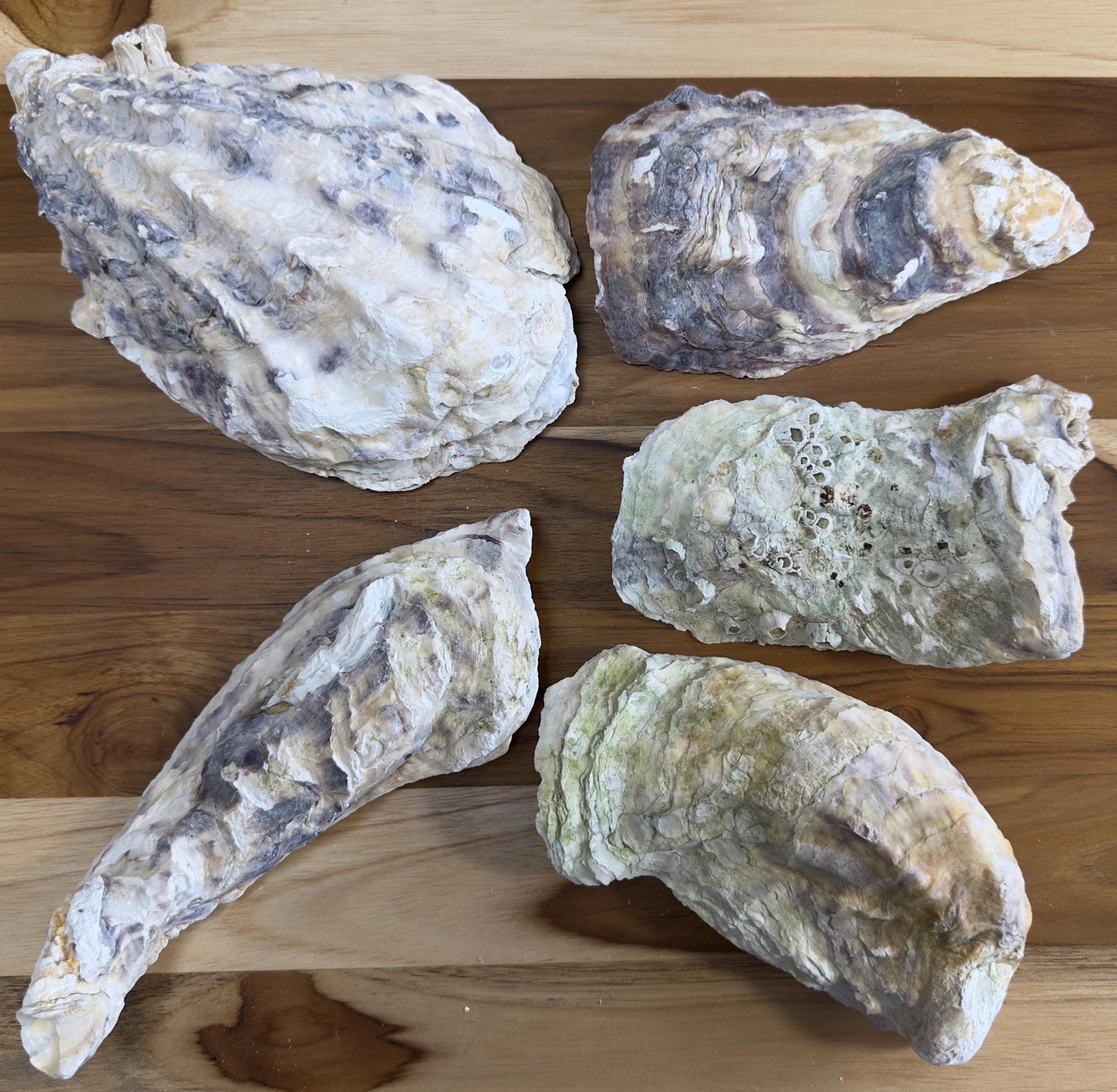 25 Broken Large Oyster Shells 5" to 9” Clean No Smell Art Craft Painting Aquariums Jewelry Dish Wedding Cup Side *Bulk*