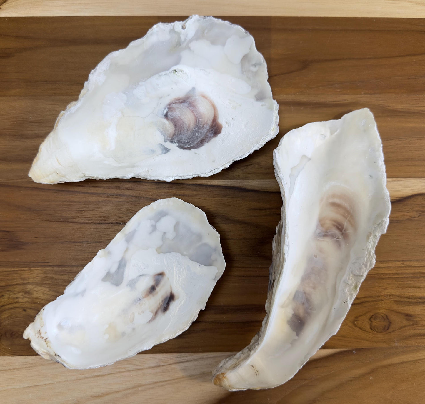 25 Broken Large Oyster Shells 5" to 9” Clean No Smell Art Craft Painting Aquariums Jewelry Dish Wedding Cup Side *Bulk*