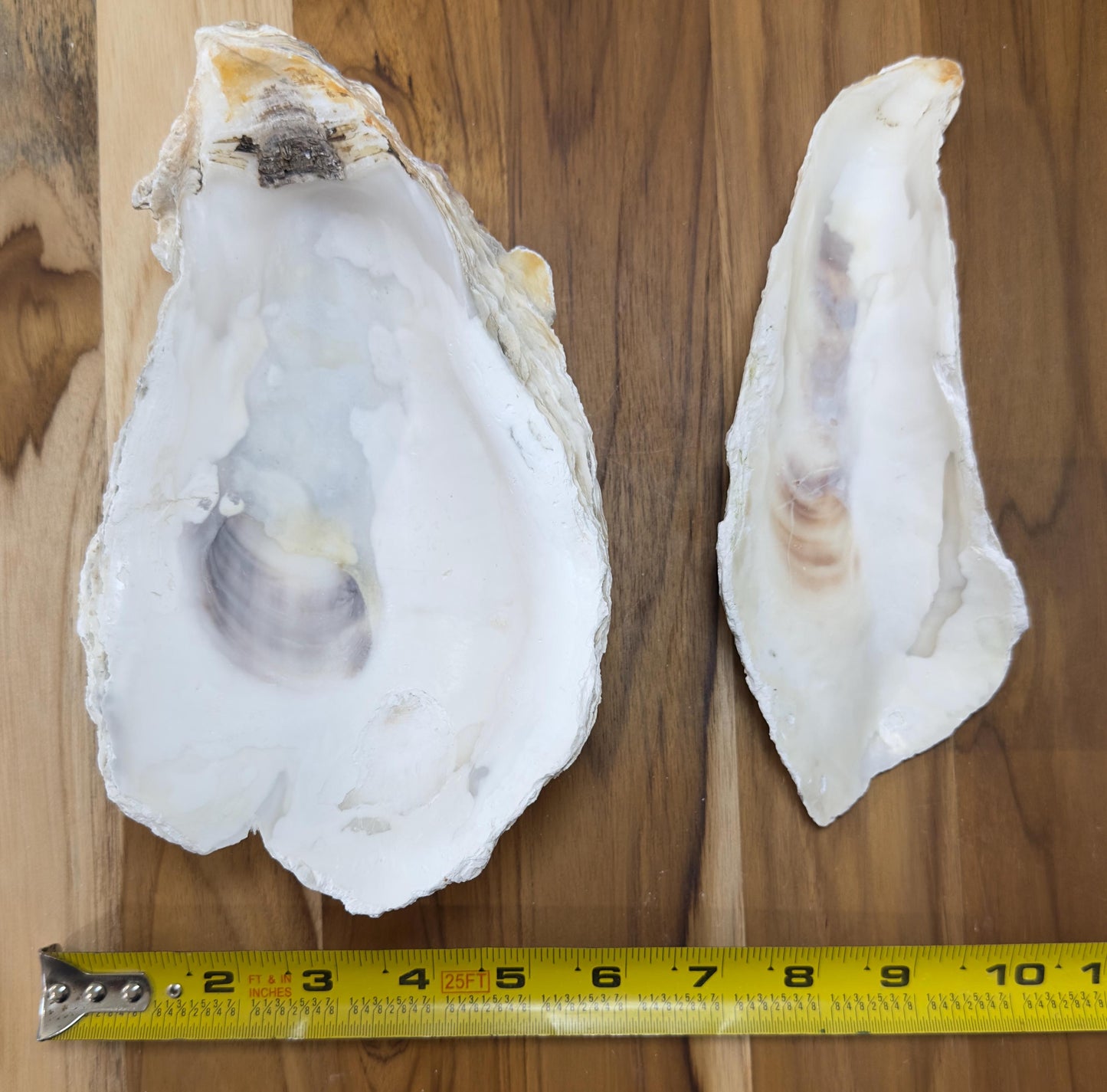 25 Broken Large Oyster Shells 5" to 9” Clean No Smell Art Craft Painting Aquariums Jewelry Dish Wedding Cup Side *Bulk*