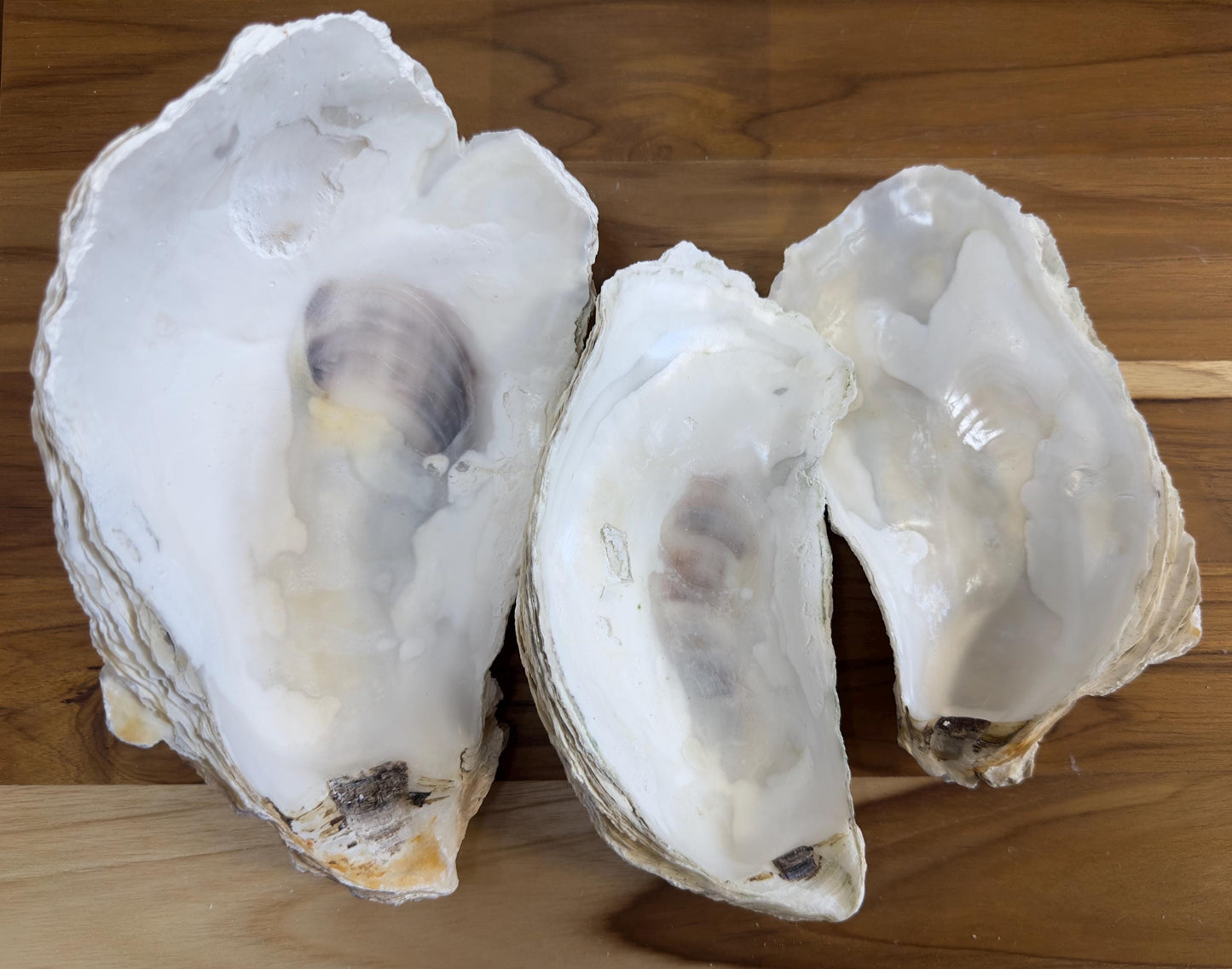 25 Broken Large Oyster Shells 5" to 9” Clean No Smell Art Craft Painting Aquariums Jewelry Dish Wedding Cup Side *Bulk*