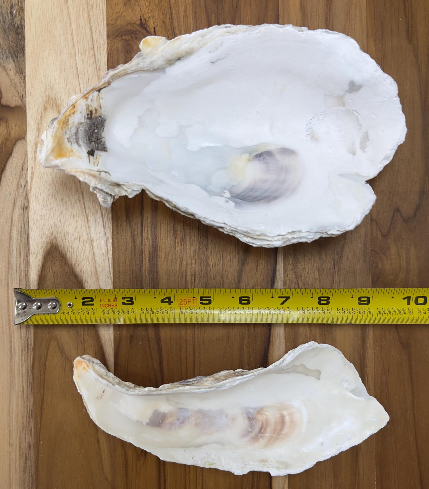 25 Broken Large Oyster Shells 5" to 9” Clean No Smell Art Craft Painting Aquariums Jewelry Dish Wedding Cup Side *Bulk*