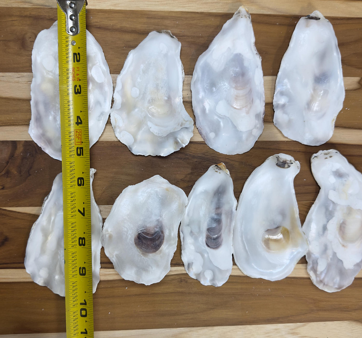 Flat Bulk Oyster Shells 3-4.5" Flat Side Clean No Smell - Perfect for Place Cards, Art, Crafts, Painting, Aquariums, Decor - Free Shipping
