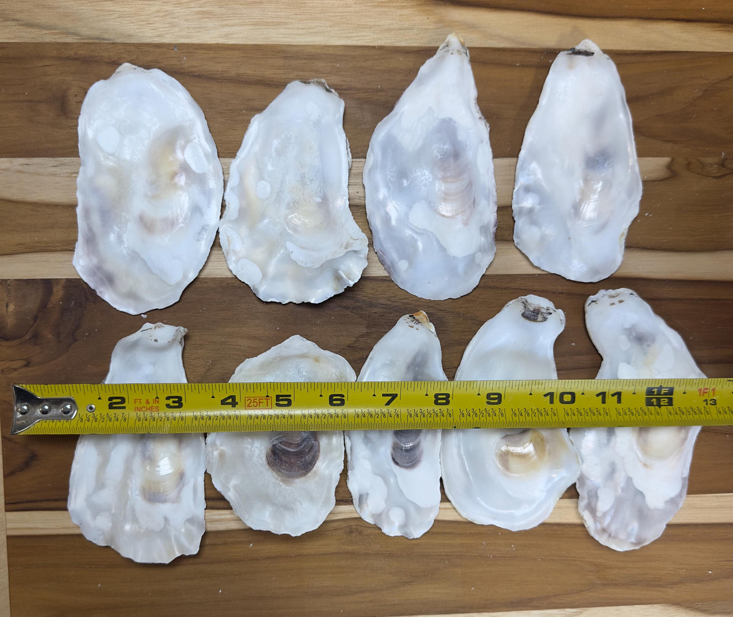 Flat Bulk Oyster Shells 3-4.5" Flat Side Clean No Smell - Perfect for Place Cards, Art, Crafts, Painting, Aquariums, Decor - Free Shipping