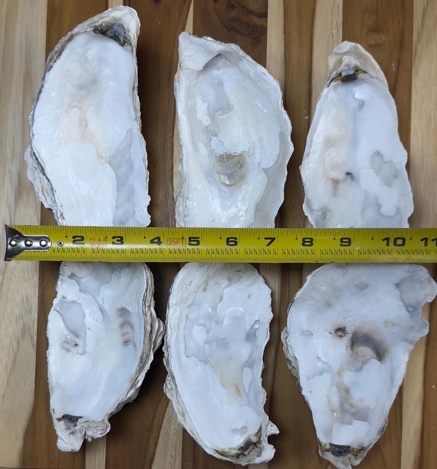 35+ Broken Oyster Shells 5" to 6" Clean No Smell Art Craft Painting Aquariums Jewelry Dish Wedding Cup Side *Bulk* Free Shipping