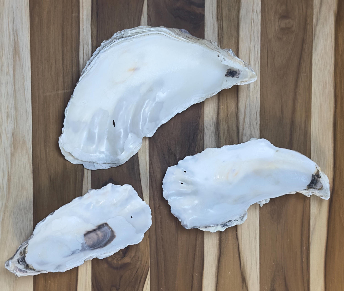 25 Broken Large Oyster Shells 5" to 9” Clean No Smell Art Craft Painting Aquariums Jewelry Dish Wedding Cup Side *Bulk*