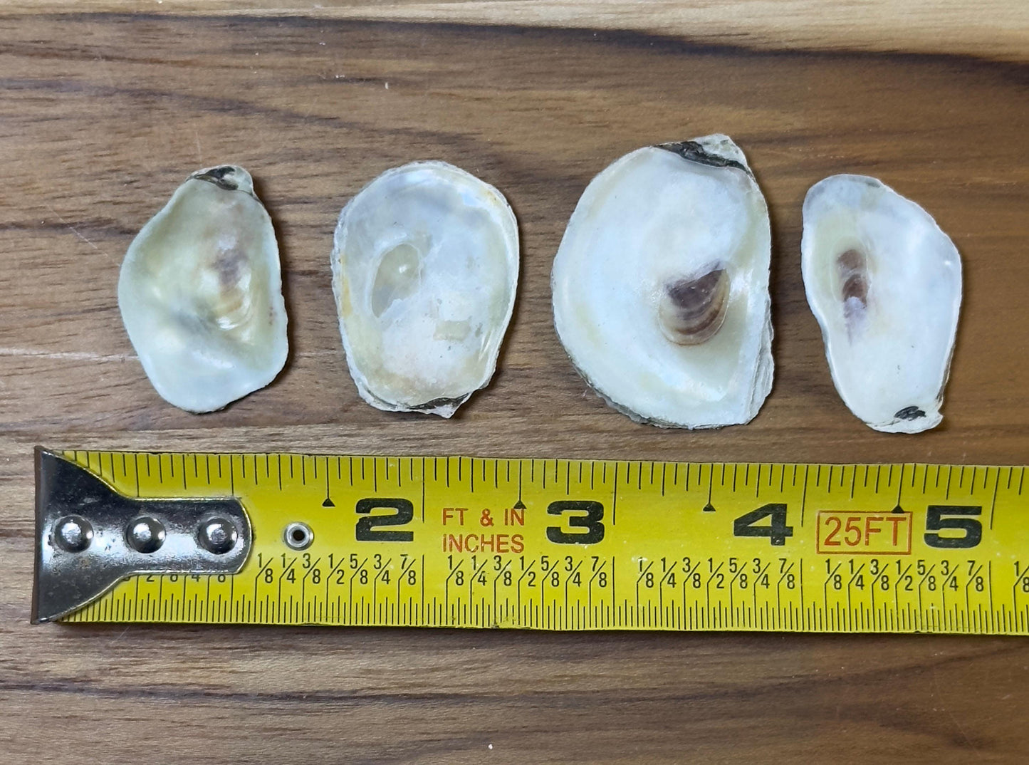 Extra Small Bulk Oyster Shells (1 to 1 1/2inch) Flat Side Clean No Smell - Art, Crafts, Painting, Aquariums- Free Shipping