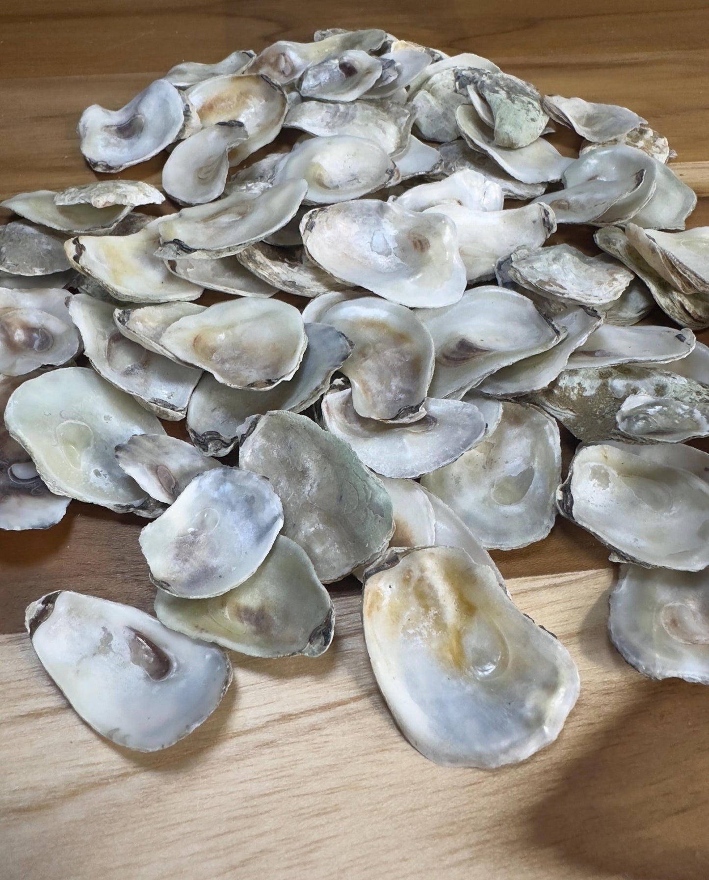 Extra Small Bulk Oyster Shells (1 to 1 1/2inch) Flat Side Clean No Smell - Art, Crafts, Painting, Aquariums- Free Shipping