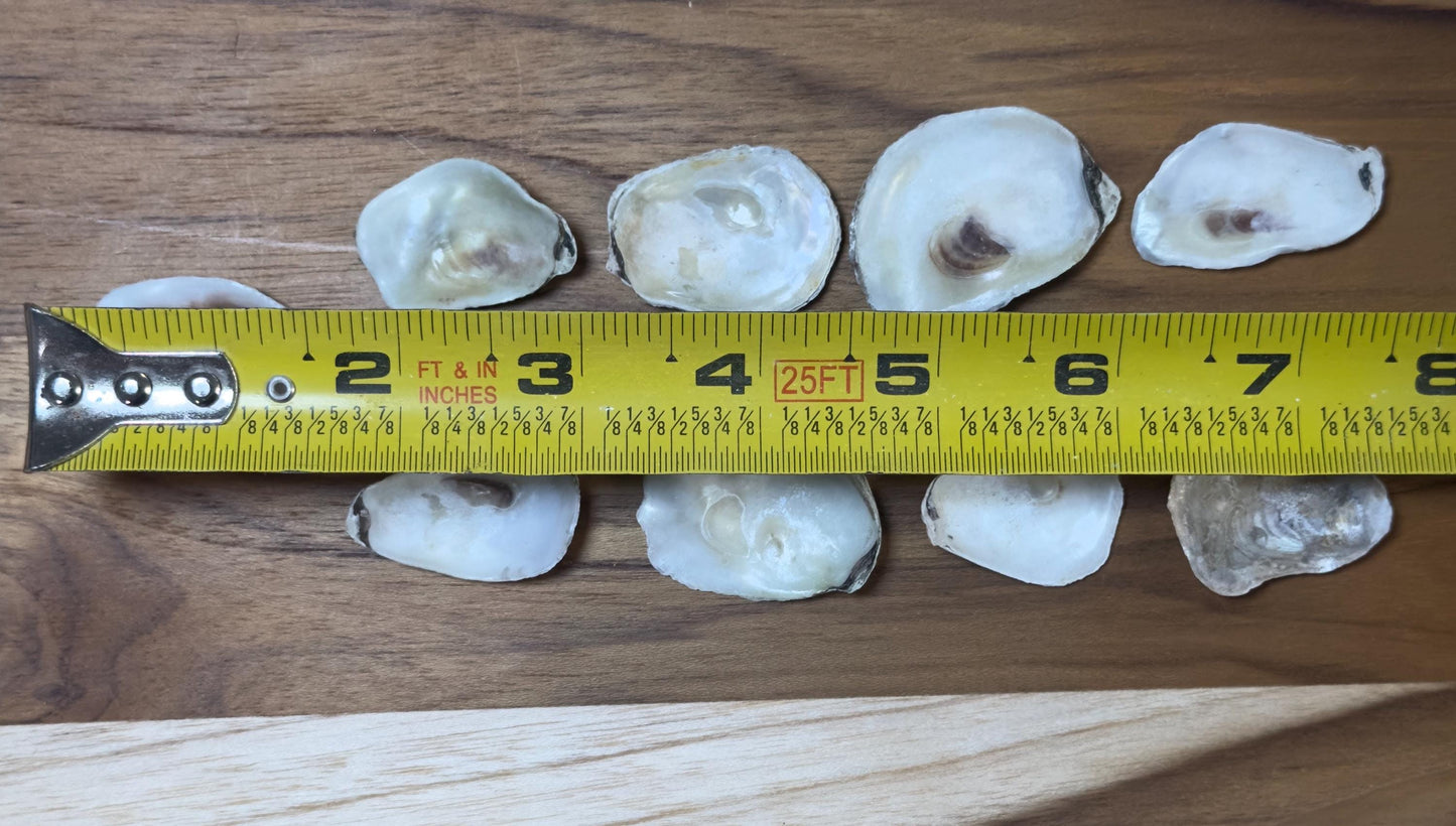 Extra Small Bulk Oyster Shells (1 to 1 1/2inch) Flat Side Clean No Smell - Art, Crafts, Painting, Aquariums- Free Shipping
