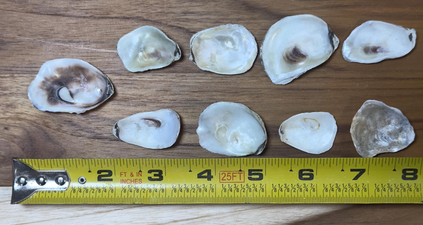 Extra Small Bulk Oyster Shells (1 to 1 1/2inch) Flat Side Clean No Smell - Art, Crafts, Painting, Aquariums- Free Shipping