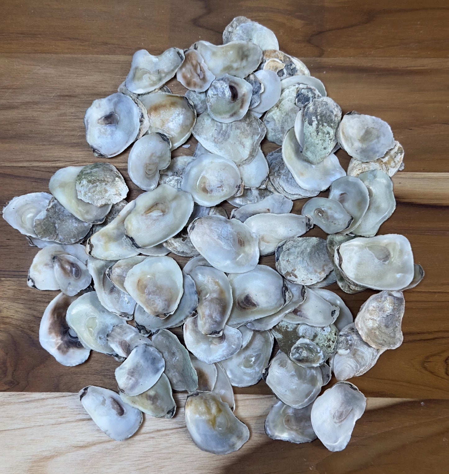 Extra Small Bulk Oyster Shells (1 to 1 1/2inch) Flat Side Clean No Smell - Art, Crafts, Painting, Aquariums- Free Shipping