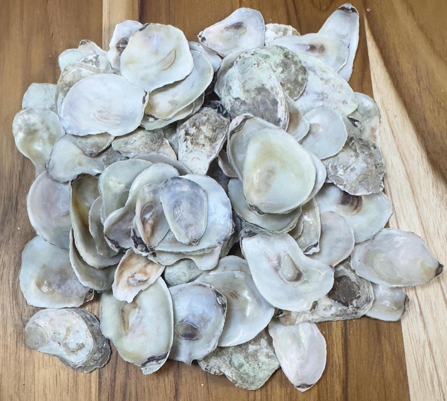 Extra Small Bulk Oyster Shells (1 to 1 1/2inch) Flat Side Clean No Smell - Art, Crafts, Painting, Aquariums- Free Shipping
