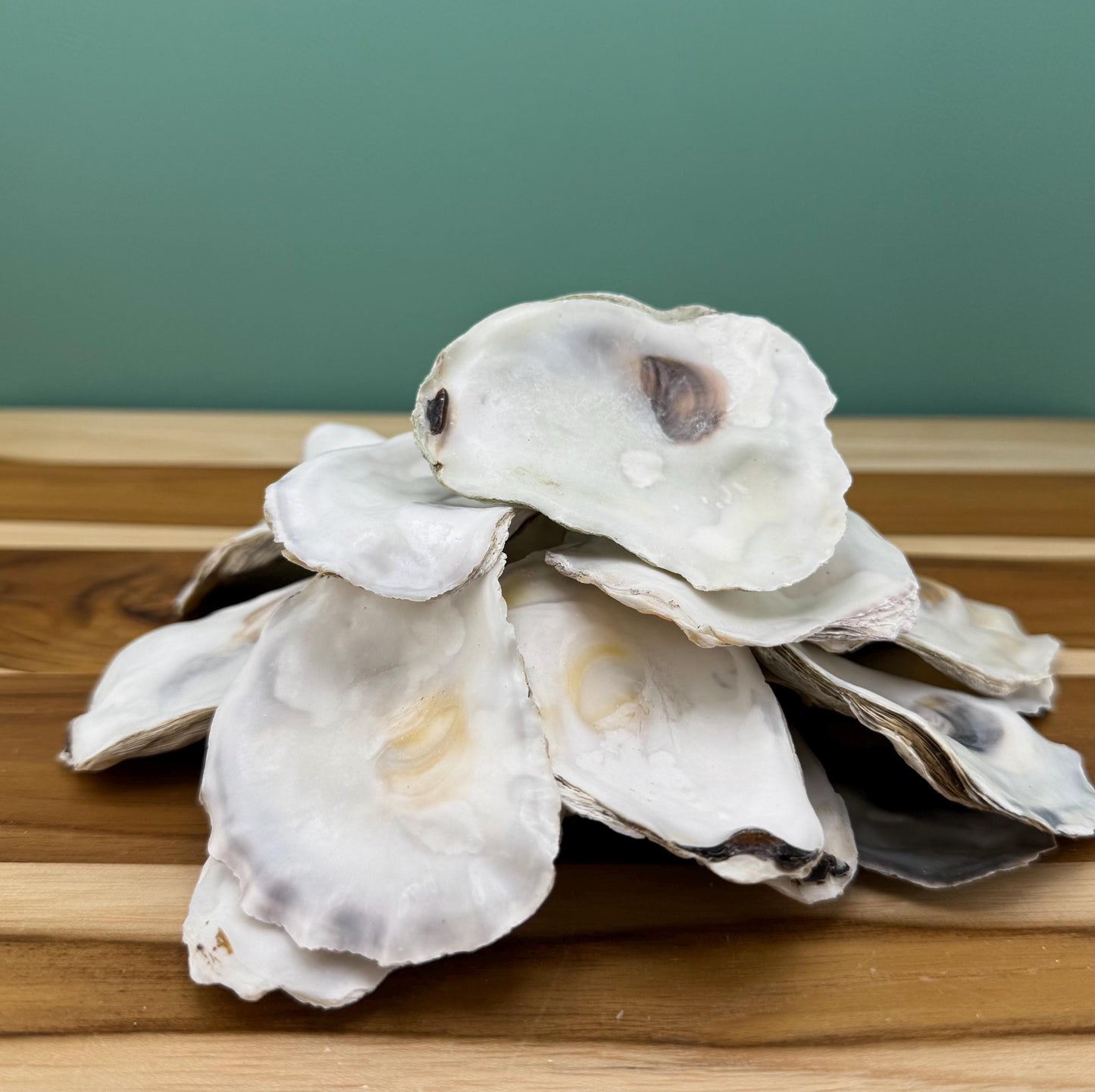 30 Small Bulk Oyster Shells (2.5 to 3 inch) Flat Side Clean No Smell - Art, Crafts, Painting, Aquariums