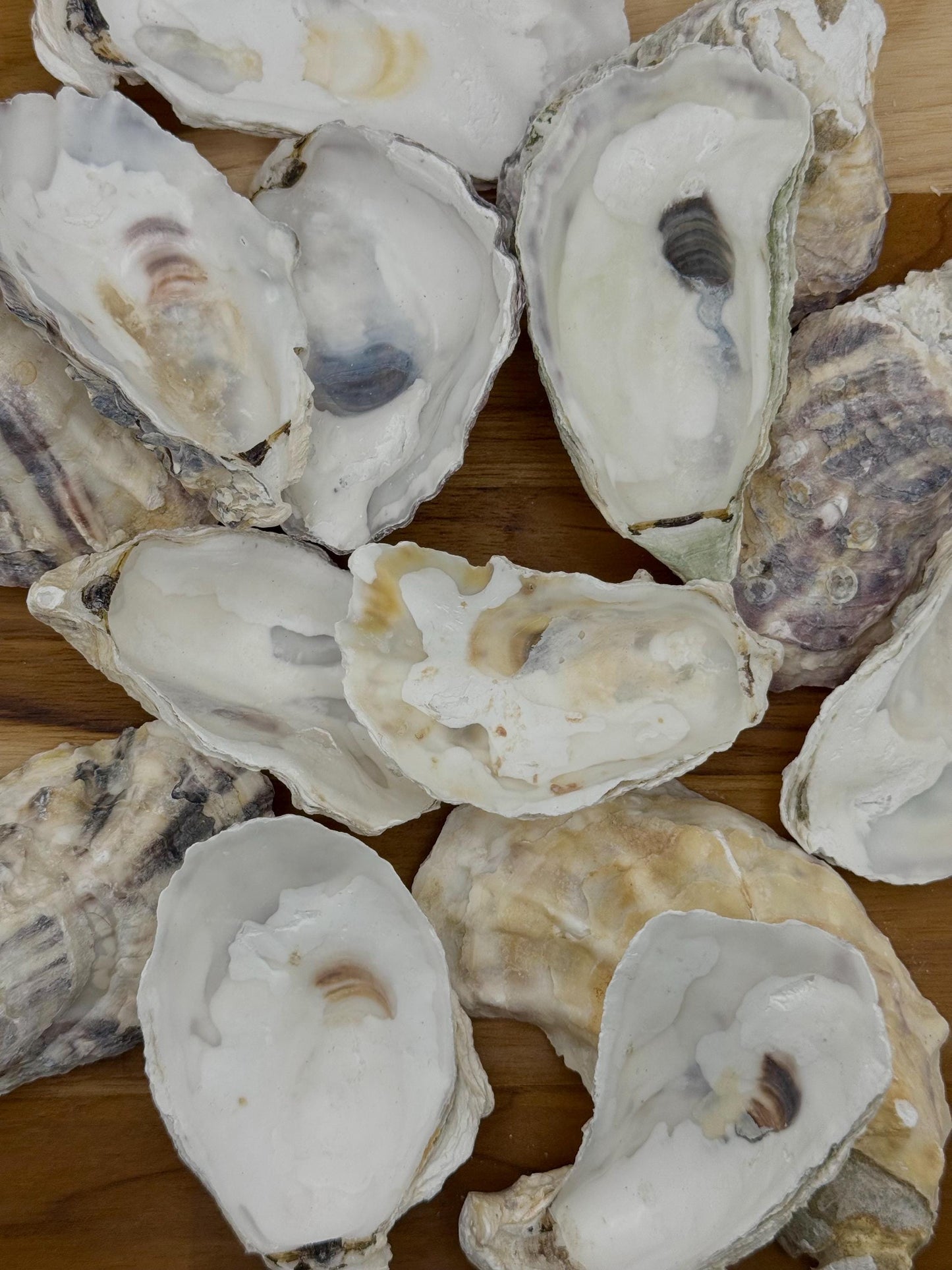 Cupped Broken Oyster Shells 3 to 4.5 Clean & Odor-Free for Crafts, Art, Painting, Jewelry Dishes, Choose Quantity Free Shipping