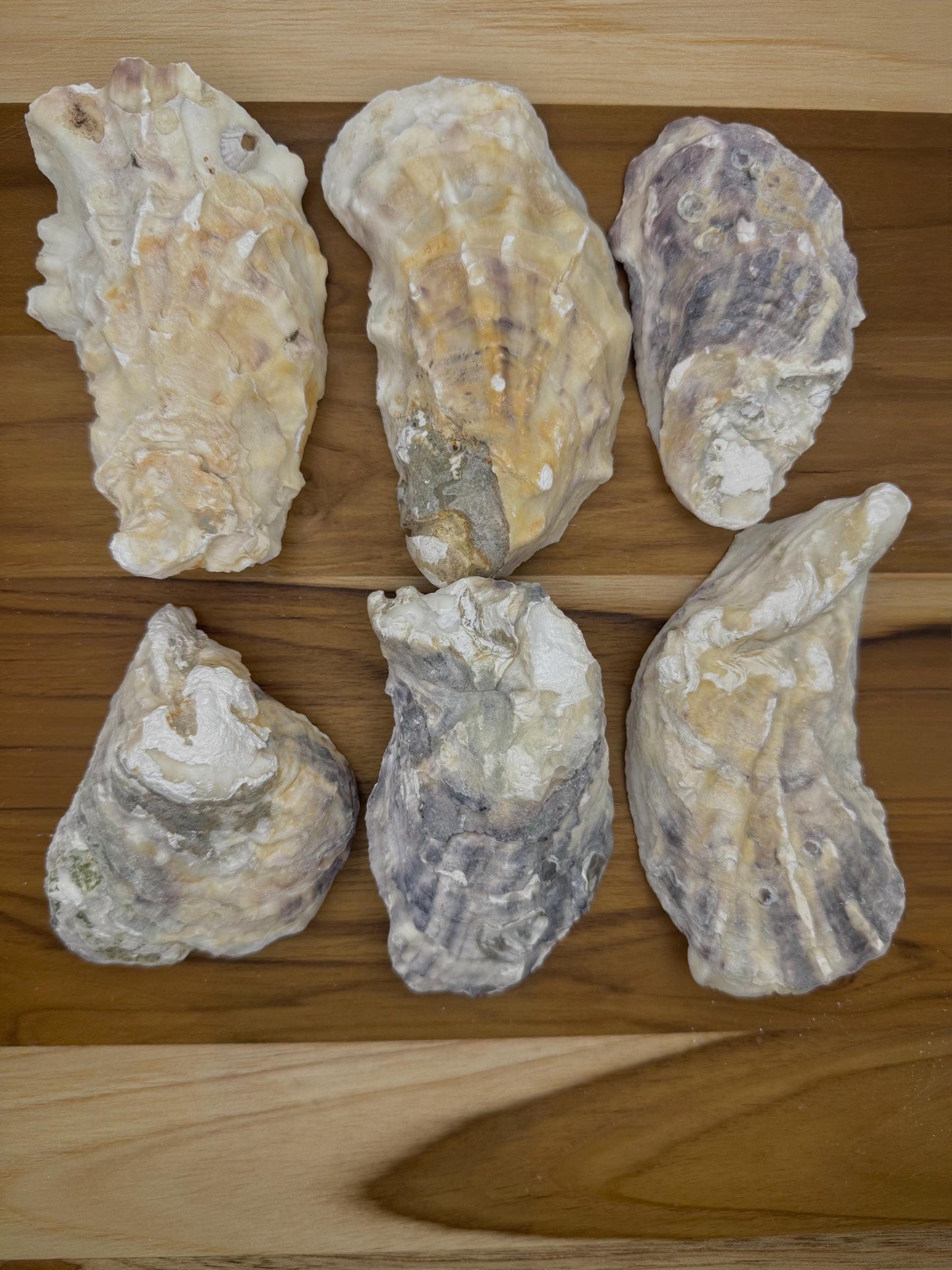 Cupped Broken Oyster Shells 3 to 4.5 Clean & Odor-Free for Crafts, Art, Painting, Jewelry Dishes, Choose Quantity Free Shipping
