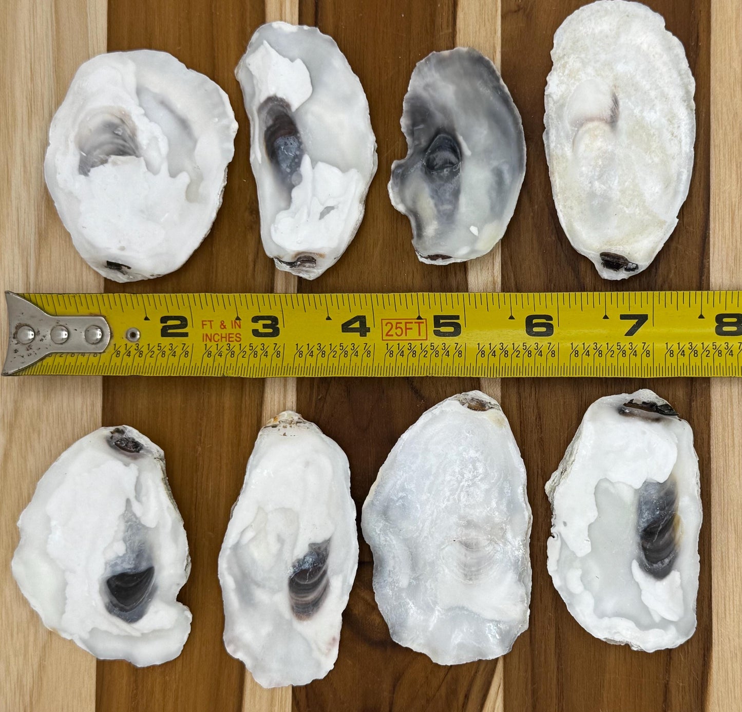 30 Small Bulk Oyster Shells (2.5 to 3 inch) Flat Side Clean No Smell - Art, Crafts, Painting, Aquariums