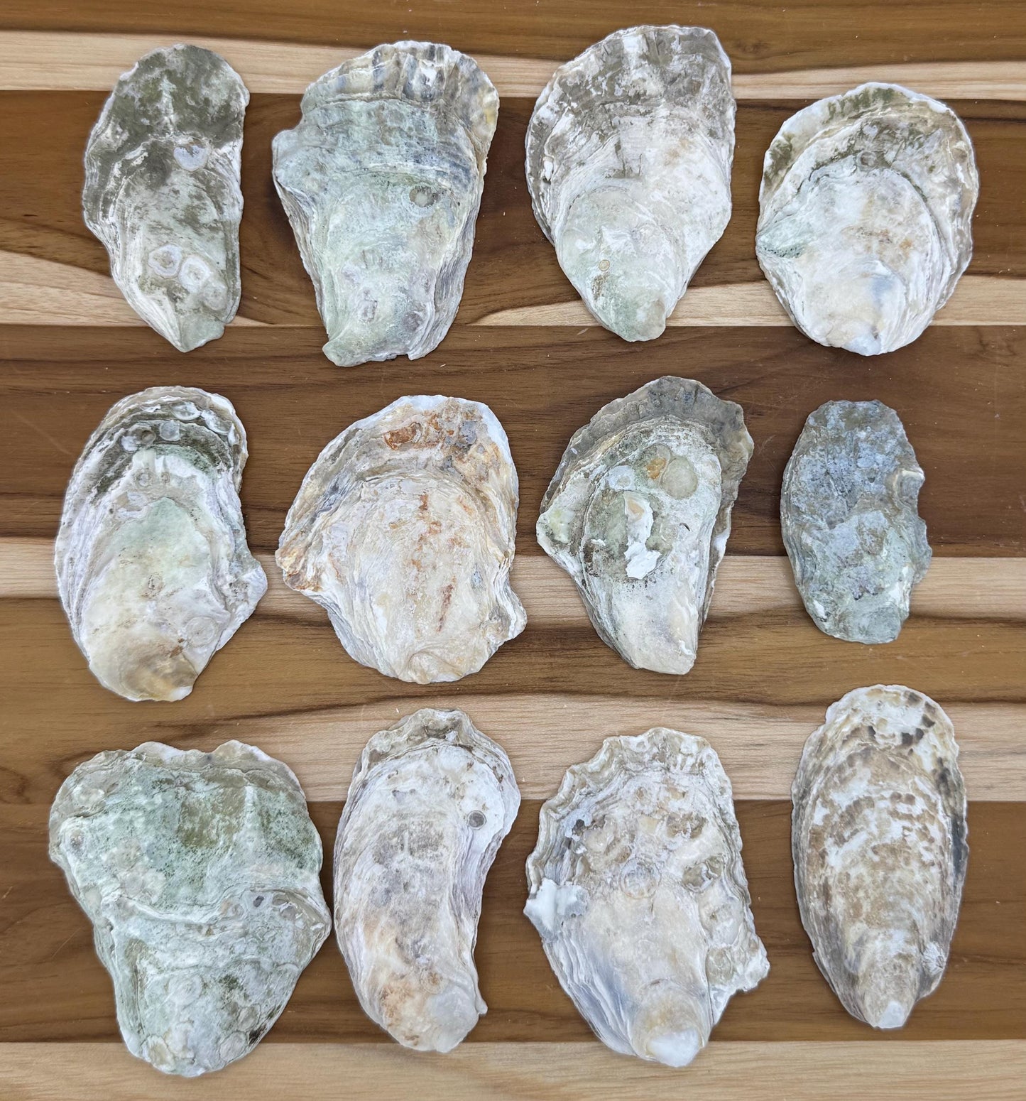30 Small Bulk Oyster Shells (2.5 to 3 inch) Flat Side Clean No Smell - Art, Crafts, Painting, Aquariums