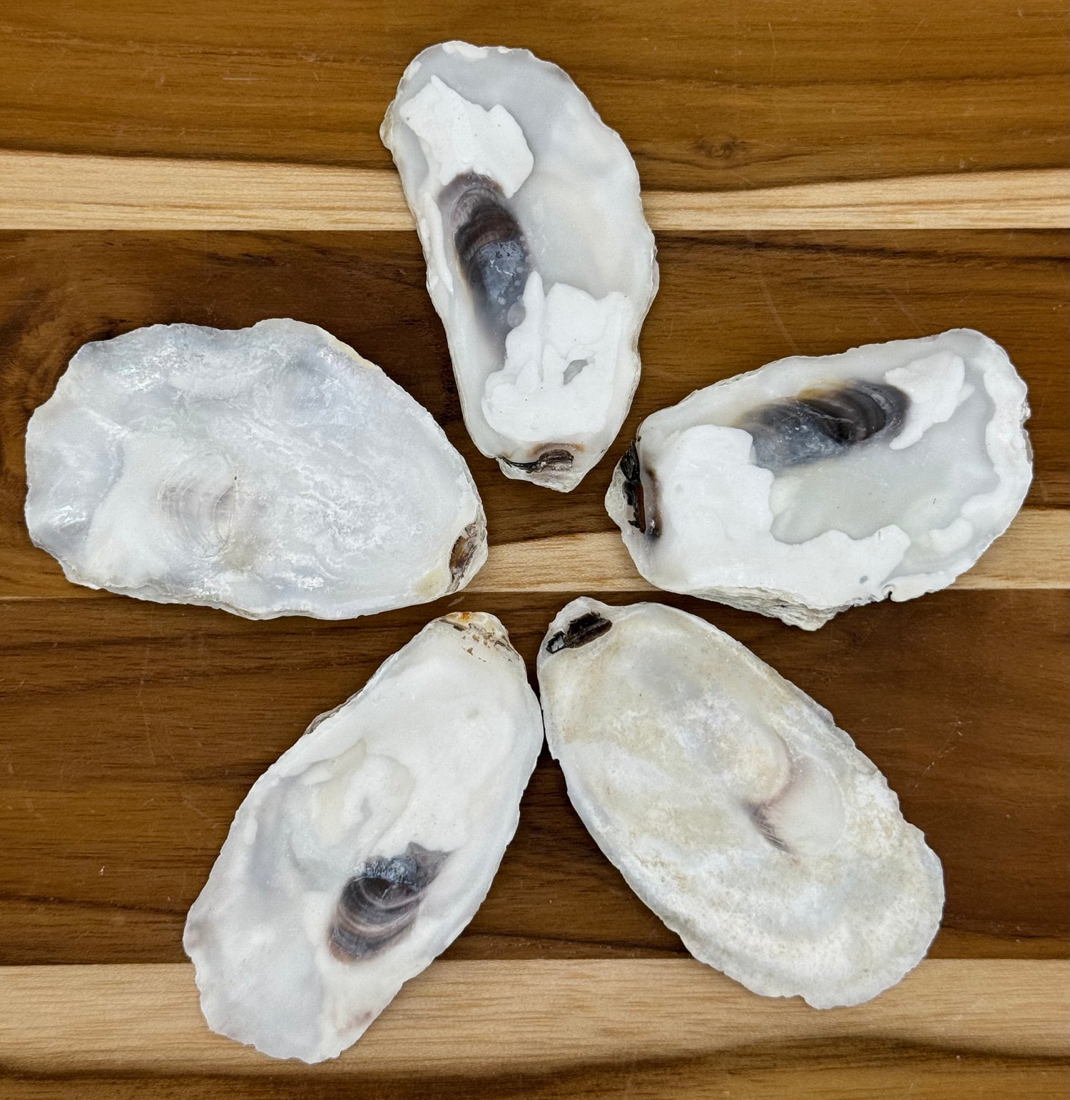 Oyster Shells
