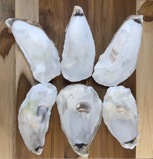 Large Oyster Shells 5" to 6" Clean No Smell Art Craft Painting Aquariums Jewelry Dish Wedding Cup Side *Bulk*