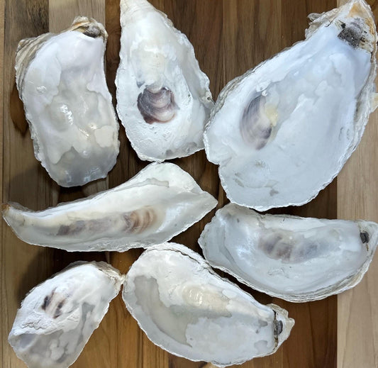 25 Broken Large Oyster Shells 5" to 9” Clean No Smell Art Craft Painting Aquariums Jewelry Dish Wedding Cup Side *Bulk*