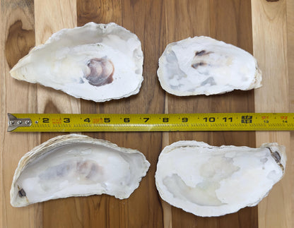 25 Broken Large Oyster Shells 5" to 9” Clean No Smell Art Craft Painting Aquariums Jewelry Dish Wedding Cup Side *Bulk*