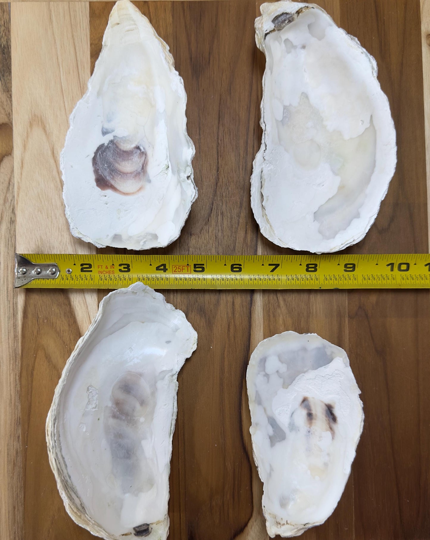 25 Broken Large Oyster Shells 5" to 9” Clean No Smell Art Craft Painting Aquariums Jewelry Dish Wedding Cup Side *Bulk*