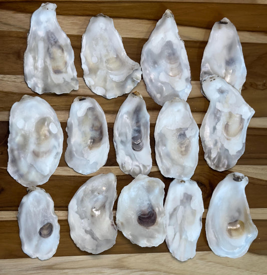 Flat Bulk Oyster Shells 3-4.5" Flat Side Clean No Smell - Perfect for Place Cards, Art, Crafts, Painting, Aquariums, Decor - Free Shipping
