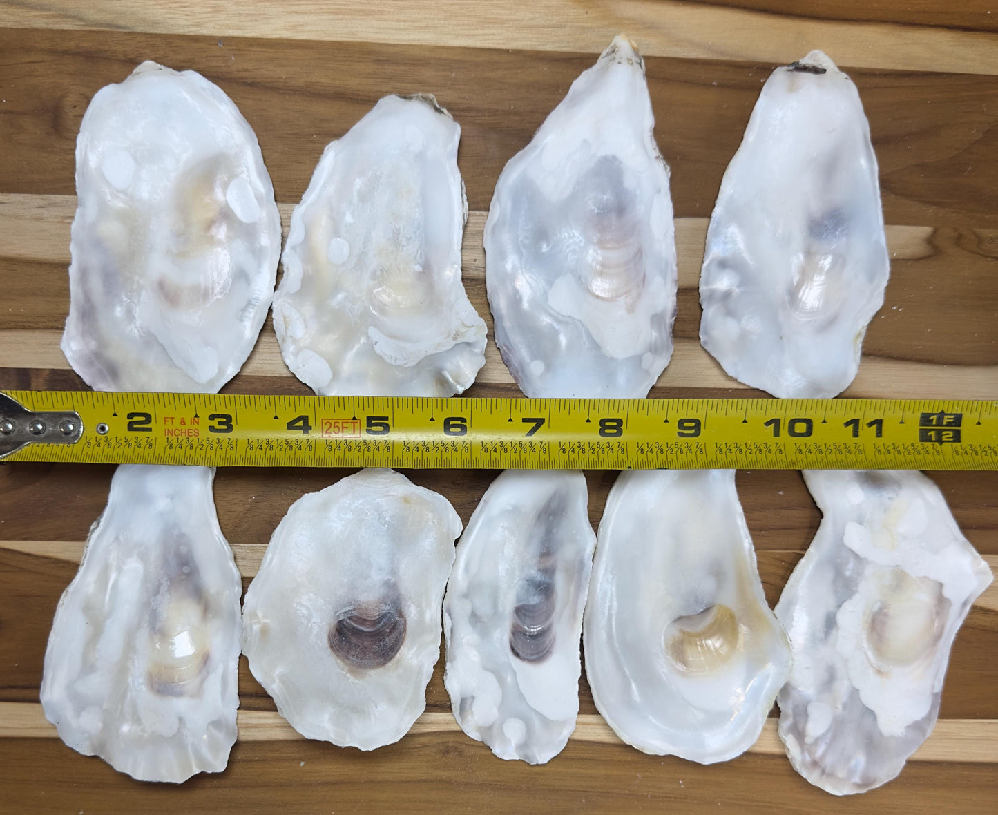 Flat Bulk Oyster Shells 3-4.5" Flat Side Clean No Smell - Perfect for Place Cards, Art, Crafts, Painting, Aquariums, Decor - Free Shipping