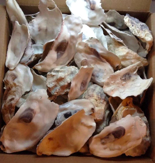 Broken Oyster Shells Clean No Smell For Garden Driveways Decor *9 Lbs* Free Shipping