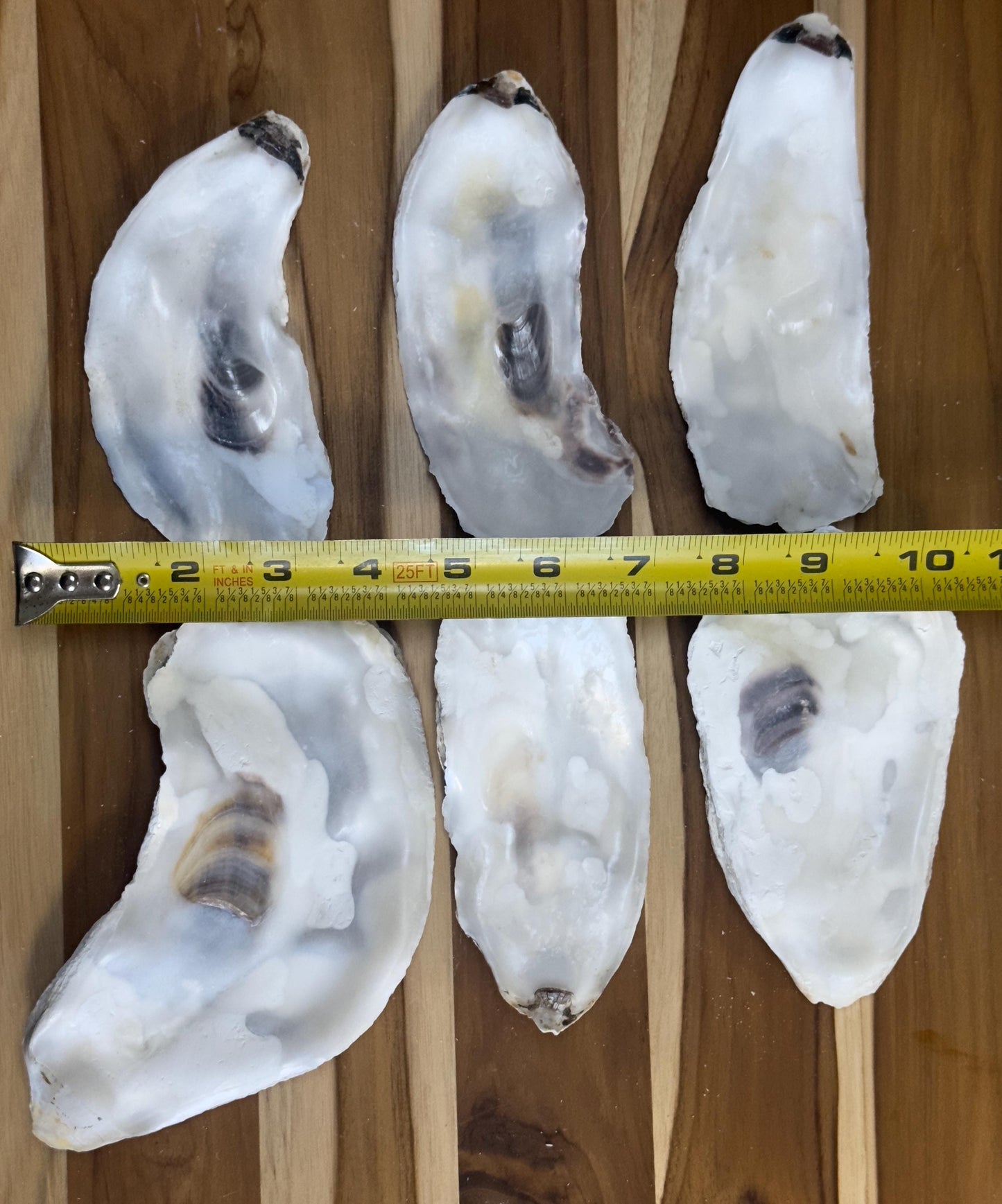 Flat Oyster Shells 5 to 6  Bulk Cleaned & No Smell for Crafts, Art, Painting, Aquariums  Choose Quantity  Free Shipping