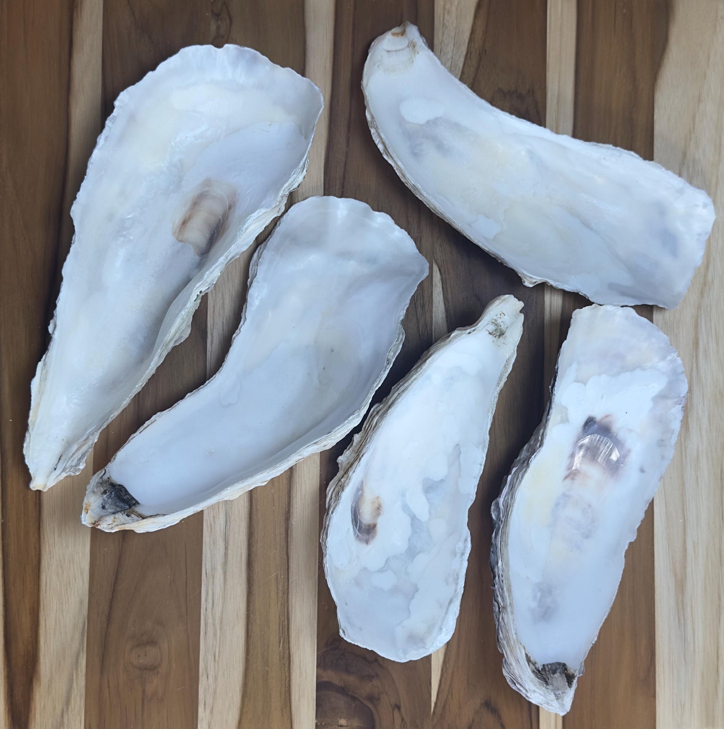 12 Large Narrow Oyster Shells 7" to 9" Clean No Smell Art Craft Painting Aquariums Jewelry Dish Wedding Cup Side *Bulk*