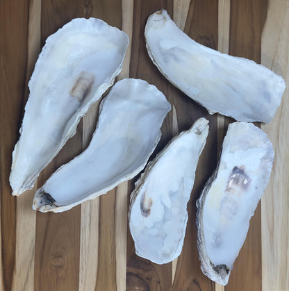 12 Large Narrow Oyster Shells 7" to 9" Clean No Smell Art Craft Painting Aquariums Jewelry Dish Wedding Cup Side *Bulk*