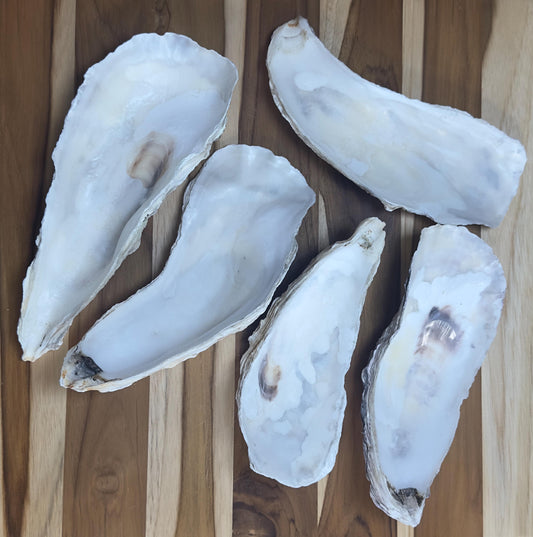 12 Large Narrow Oyster Shells 7" to 9" Clean No Smell Art Craft Painting Aquariums Jewelry Dish Wedding Cup Side *Bulk*