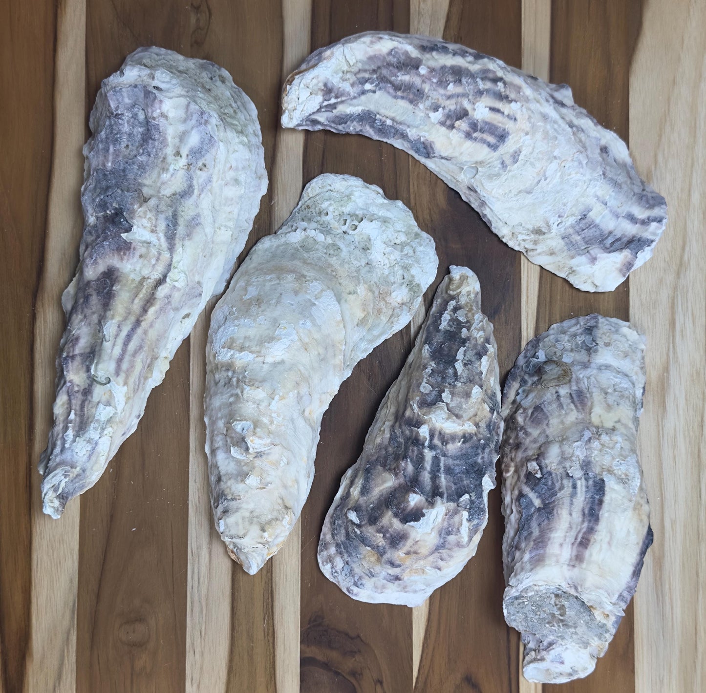 12 Large Narrow Oyster Shells 7" to 9" Clean No Smell Art Craft Painting Aquariums Jewelry Dish Wedding Cup Side *Bulk*