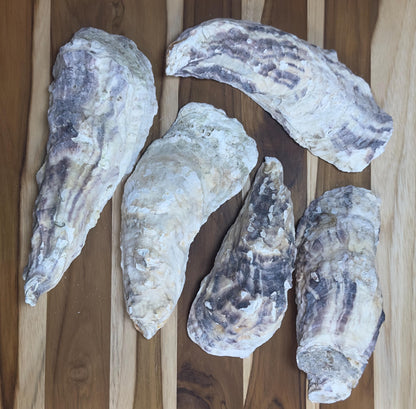 12 Large Narrow Oyster Shells 7" to 9" Clean No Smell Art Craft Painting Aquariums Jewelry Dish Wedding Cup Side *Bulk*