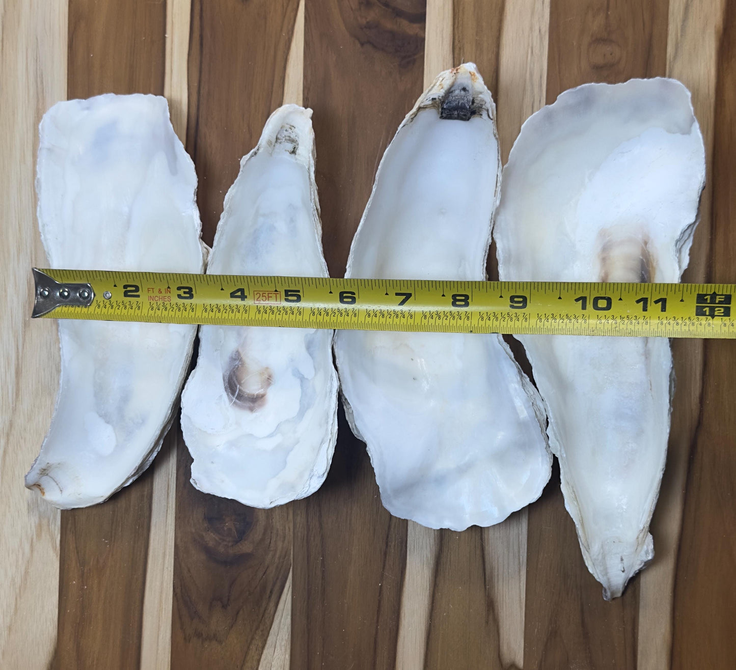 12 Large Narrow Oyster Shells 7" to 9" Clean No Smell Art Craft Painting Aquariums Jewelry Dish Wedding Cup Side *Bulk*