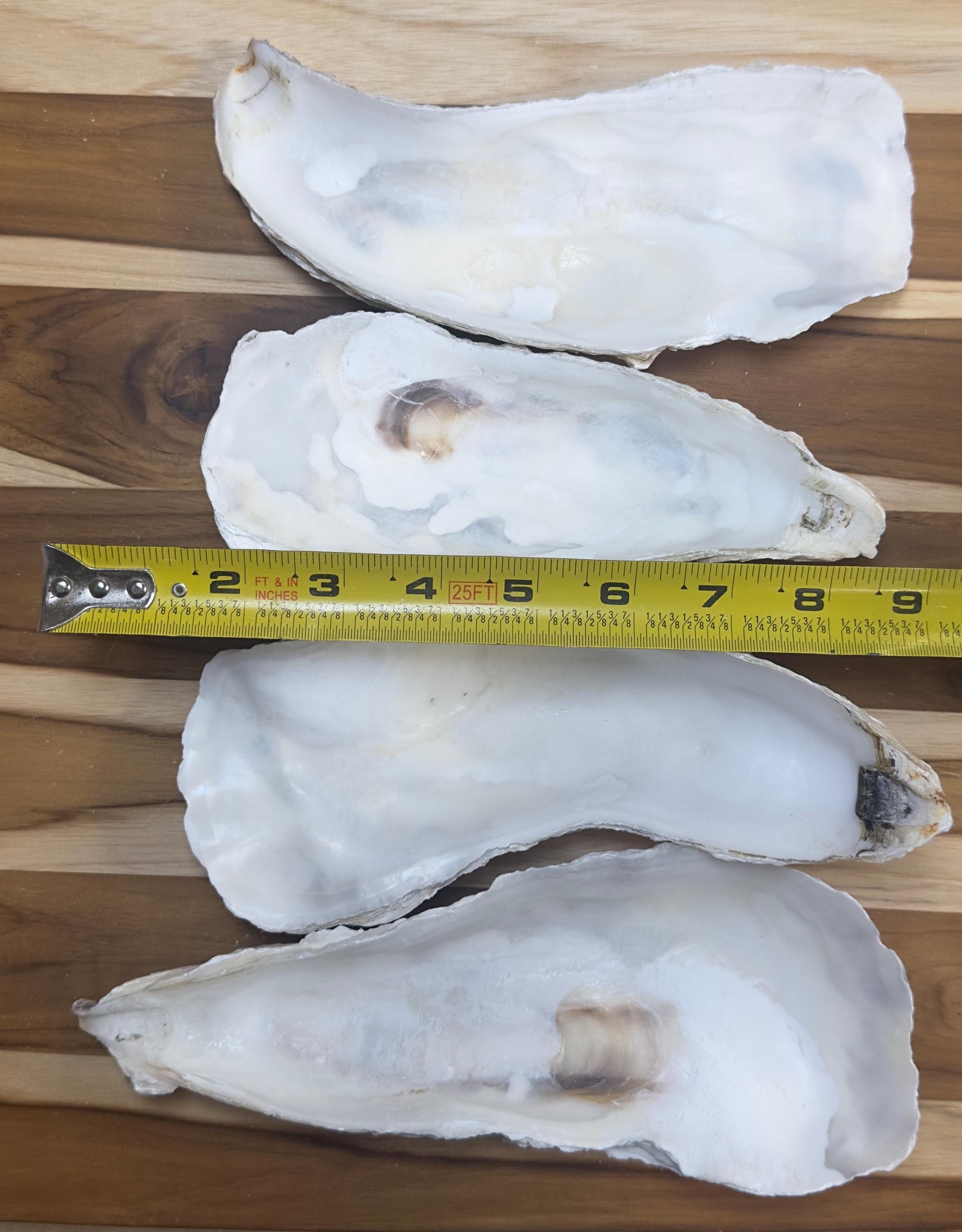 12 Large Narrow Oyster Shells 7" to 9" Clean No Smell Art Craft Painting Aquariums Jewelry Dish Wedding Cup Side *Bulk*