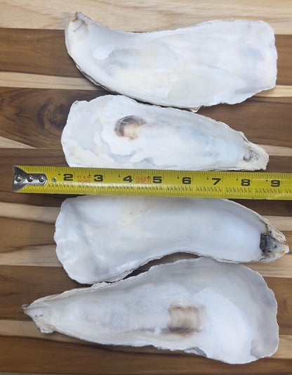 12 Large Narrow Oyster Shells 7" to 9" Clean No Smell Art Craft Painting Aquariums Jewelry Dish Wedding Cup Side *Bulk*