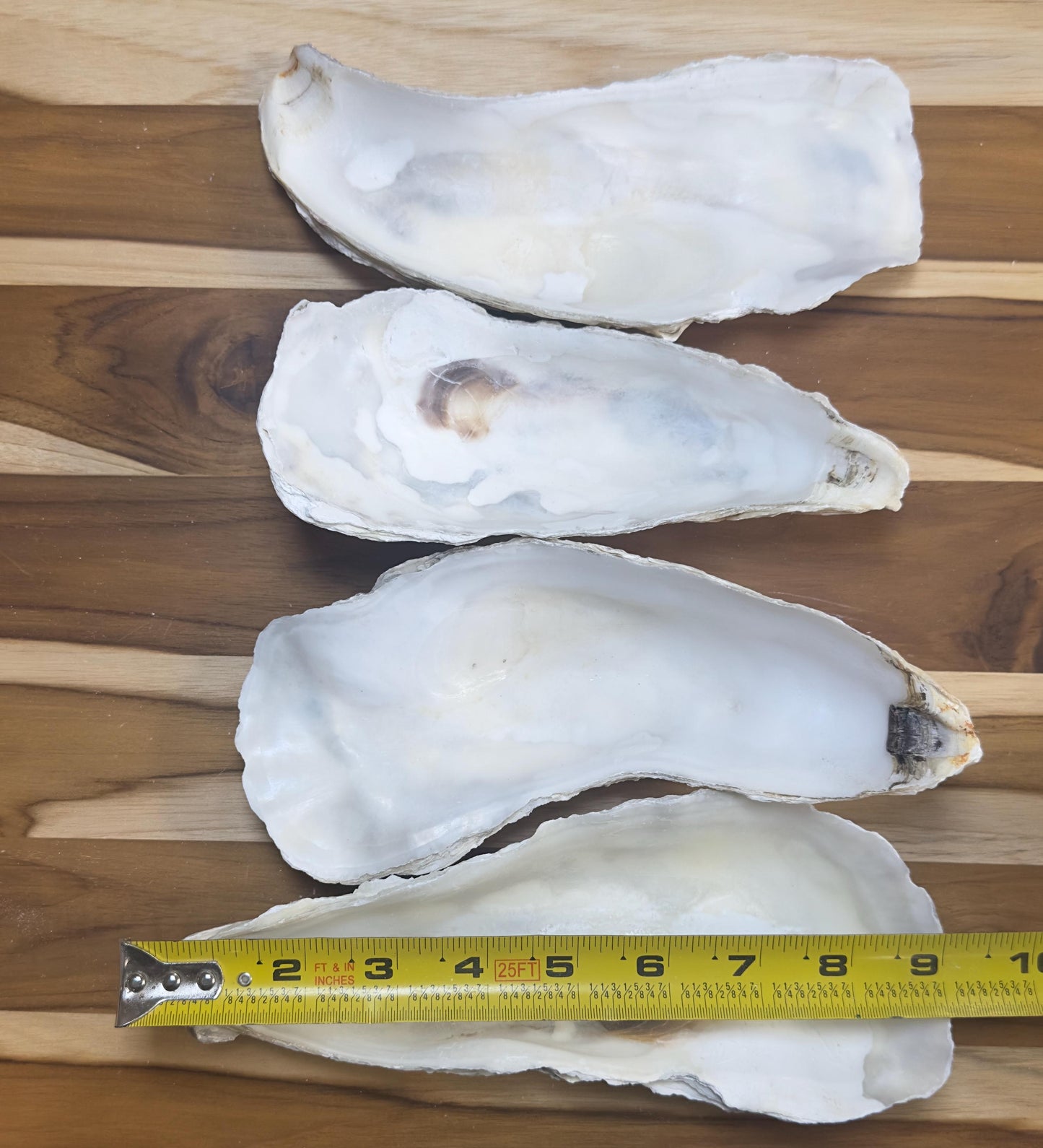 12 Large Narrow Oyster Shells 7" to 9" Clean No Smell Art Craft Painting Aquariums Jewelry Dish Wedding Cup Side *Bulk*
