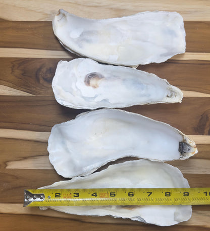 12 Large Narrow Oyster Shells 7" to 9" Clean No Smell Art Craft Painting Aquariums Jewelry Dish Wedding Cup Side *Bulk*