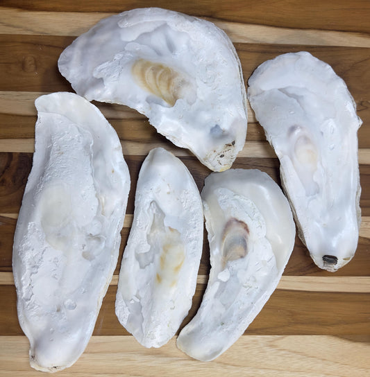 18 *Broken* Bulk Large Oyster Shells 7-8.5" Flat Side Clean No Smell - Art, Crafts, Painting, Aquariums- Free Shipping