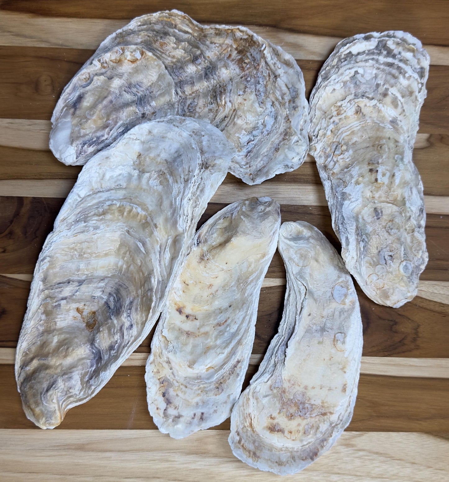 18 *Broken* Bulk Large Oyster Shells 7-8.5" Flat Side Clean No Smell - Art, Crafts, Painting, Aquariums- Free Shipping