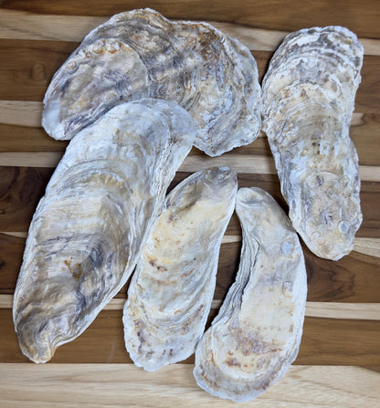 18 *Broken* Bulk Large Oyster Shells 7-8.5" Flat Side Clean No Smell - Art, Crafts, Painting, Aquariums- Free Shipping