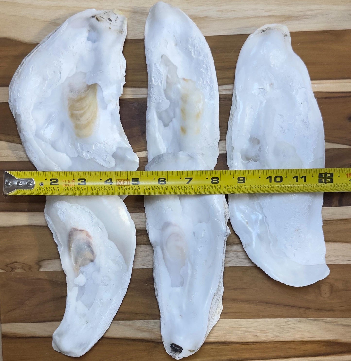 18 *Broken* Bulk Large Oyster Shells 7-8.5" Flat Side Clean No Smell - Art, Crafts, Painting, Aquariums- Free Shipping