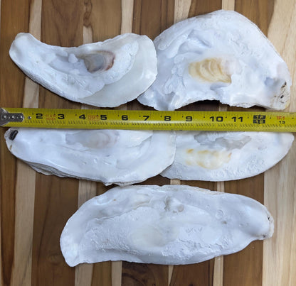 18 *Broken* Bulk Large Oyster Shells 7-8.5" Flat Side Clean No Smell - Art, Crafts, Painting, Aquariums- Free Shipping