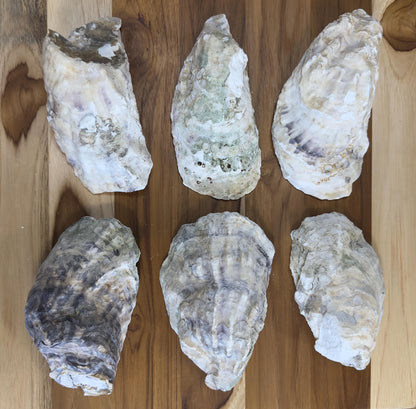 Large Oyster Shells 5" to 6" Clean No Smell Art Craft Painting Aquariums Jewelry Dish Wedding Cup Side *Bulk*