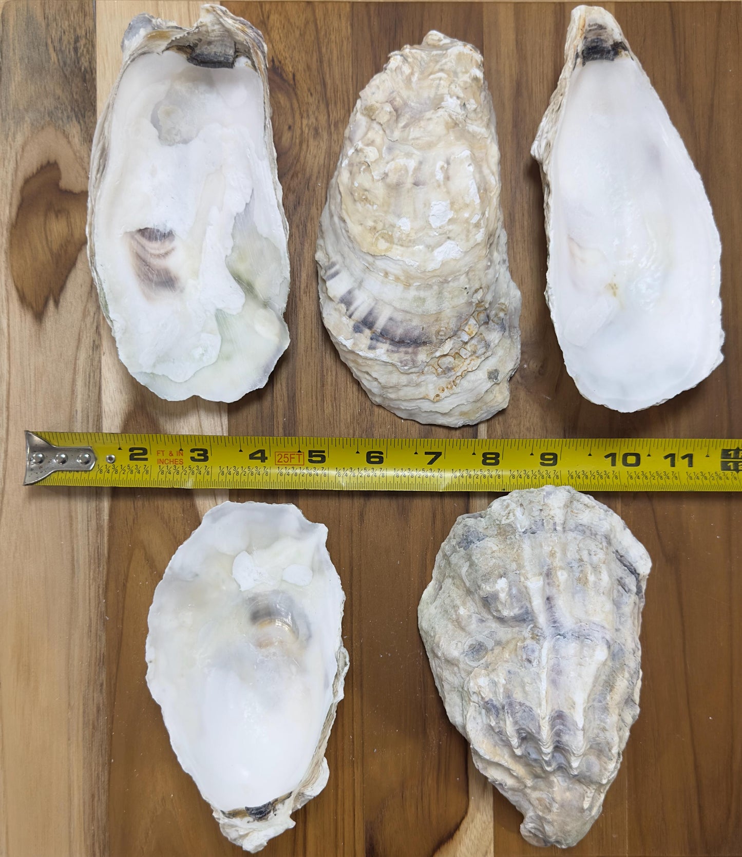 Large Oyster Shells 5" to 6" Clean No Smell Art Craft Painting Aquariums Jewelry Dish Wedding Cup Side *Bulk*