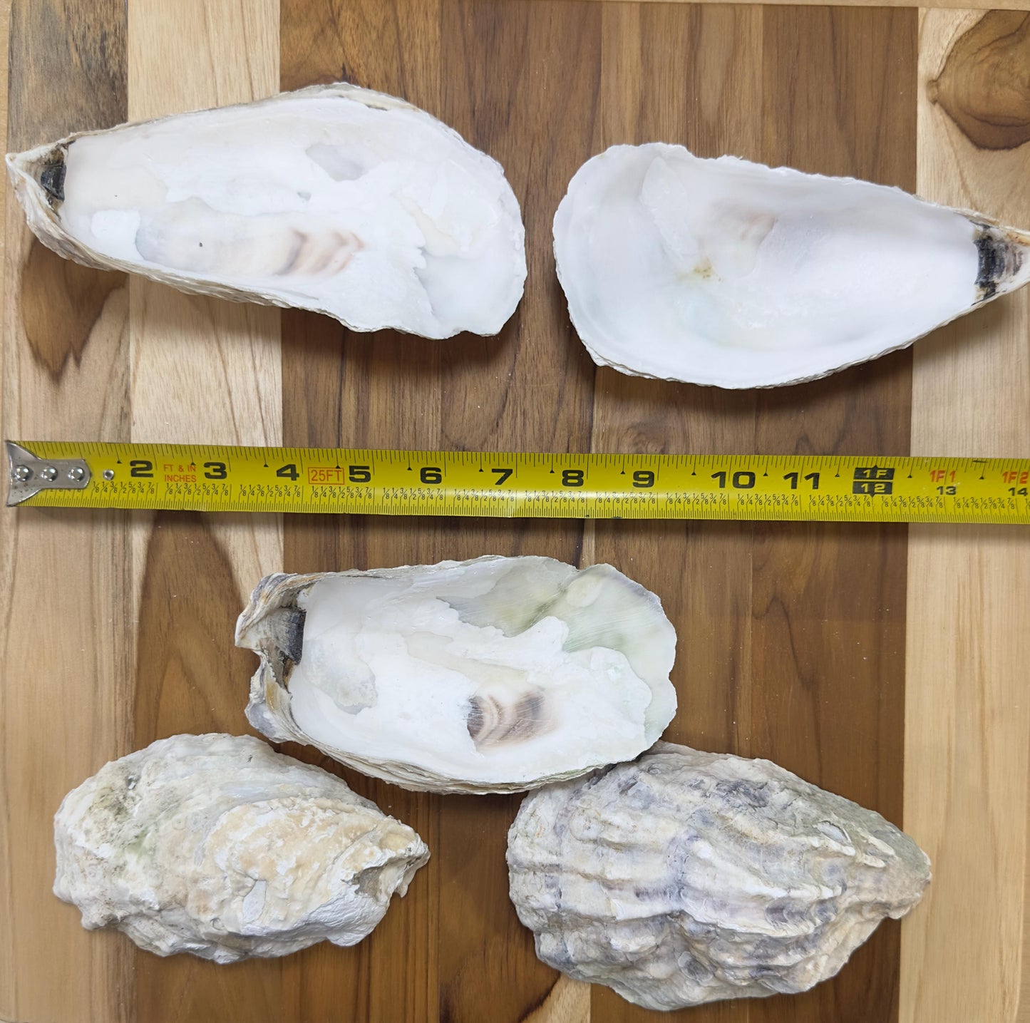 Large Oyster Shells 5" to 6" Clean No Smell Art Craft Painting Aquariums Jewelry Dish Wedding Cup Side *Bulk*