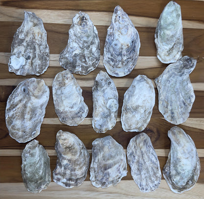 Flat Bulk Oyster Shells 3-4.5" Flat Side Clean No Smell - Perfect for Place Cards, Art, Crafts, Painting, Aquariums, Decor - Free Shipping