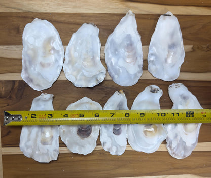 Flat Bulk Oyster Shells 3-4.5" Flat Side Clean No Smell - Perfect for Place Cards, Art, Crafts, Painting, Aquariums, Decor - Free Shipping