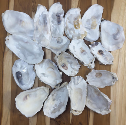 Mixed (Flat and Cup Side) Bulk Oyster Shells 3" to 4.5" Clean No Smell - Art, Crafts, Painting, Aquariums- Free Shipping